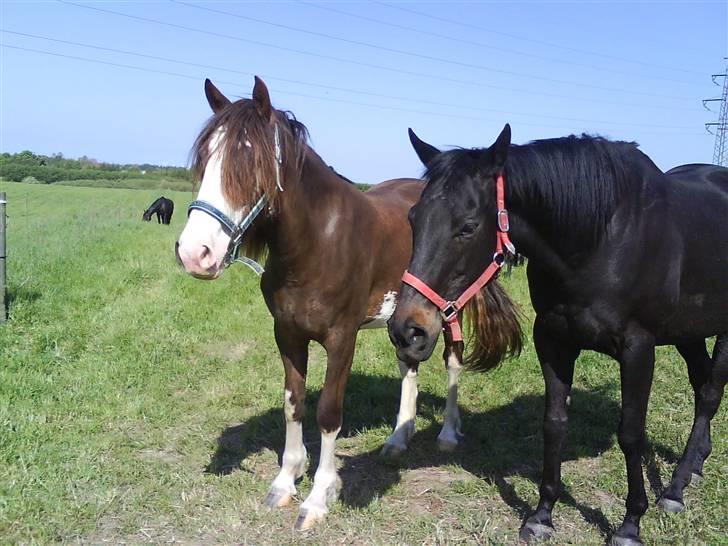 Welsh Cob (sec D) Nebles too much white billede 9