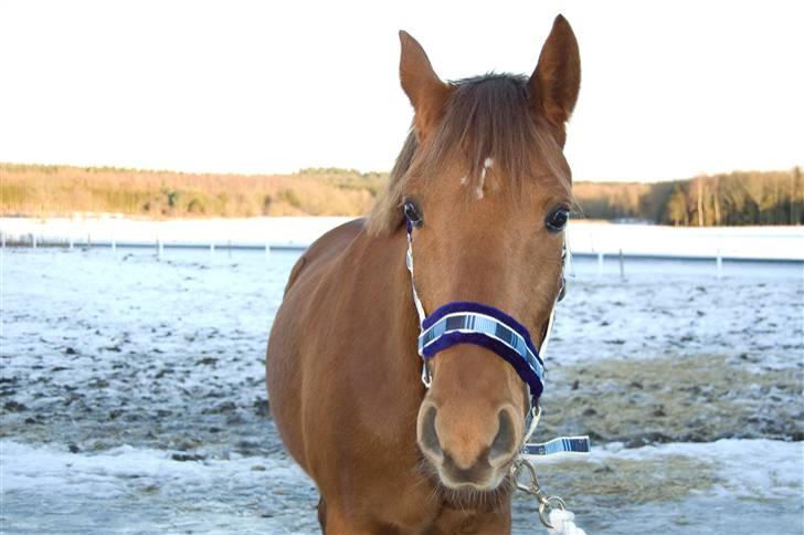 DSP Tofts Gambler - Jeg ser SÅ sød ud :D  billede 9