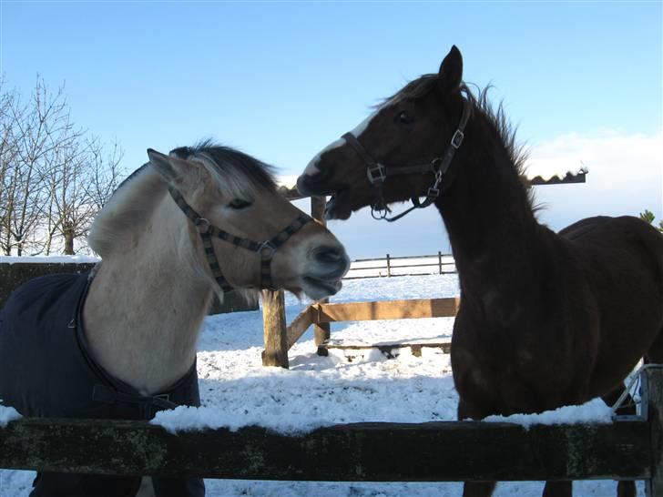 Anden særlig race Bounty - Bounty og Kalle. Foto: Sanni. 2010 billede 16