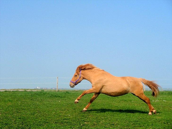 Anden særlig race Siwert Lightning II - 17) Hvem sagde at min pony ikke kunne lette røven? :D billede 17