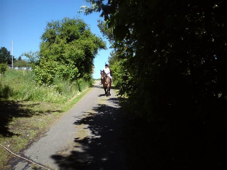 Belgier Tage - Den 1. ridetur uden hjælper billede 3