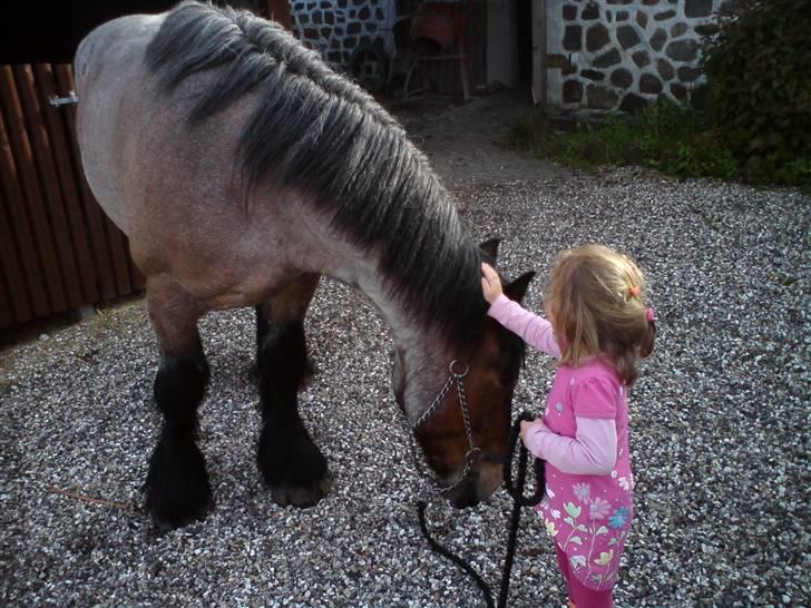Belgier Tage - Freja 4 år trækker Tage på mark. Han er ROLIG... billede 5