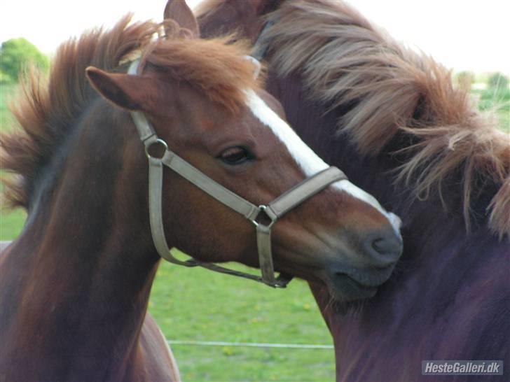 New Forest Stegstedgårds Disney - det er godt at blive gnåbbet billede 2