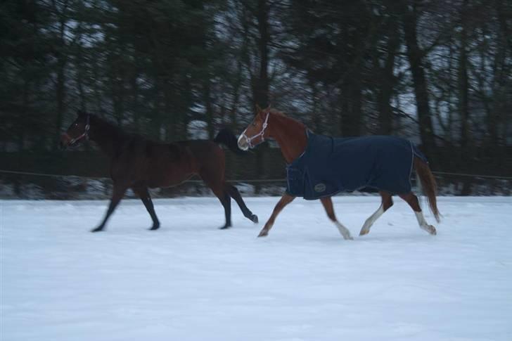 Anden særlig race dixi - første tur på marken  billede 7