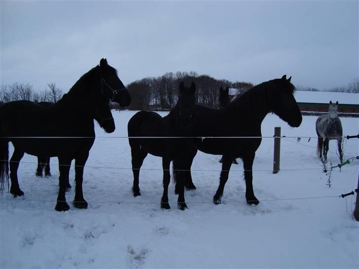 Frieser Elske  :) - Elske og de andere i sne, (1 Feb 2010) billede 17