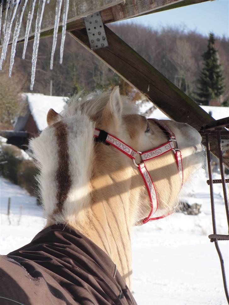 Fjordhest Ellemose's Kahlúa - januar billede 7