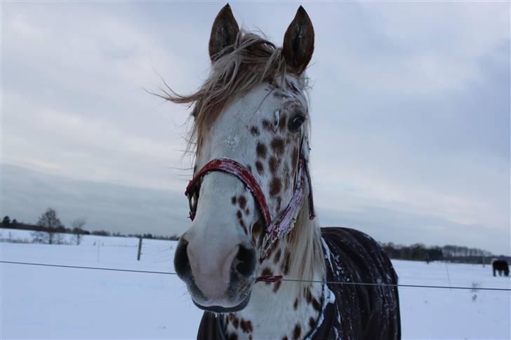 Knabstrupper Lá Feve´s Fion billede 9