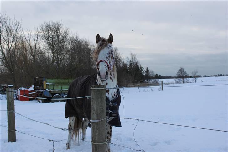 Knabstrupper Lá Feve´s Fion billede 10