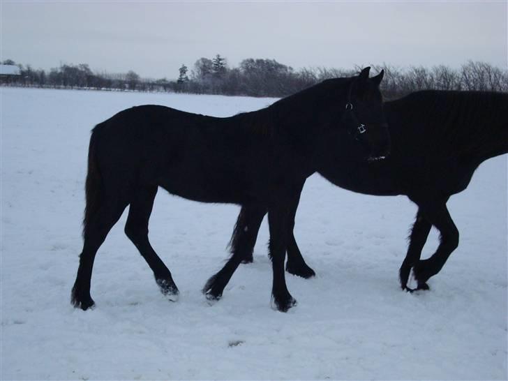 Frieser Elske  :) - Elske og Jella i sne (1 Feb 2010) billede 18