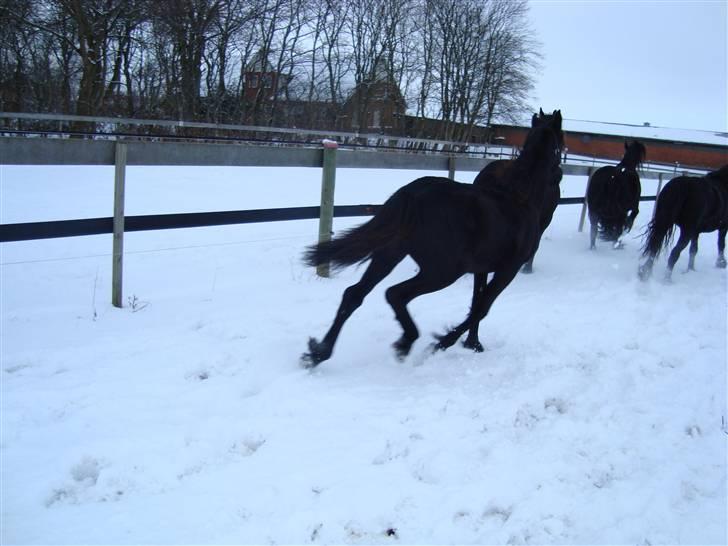 Frieser Elske  :) - SÅ Må vi endlig komme ind , det er med har fart på (1 Feb 2010) billede 19