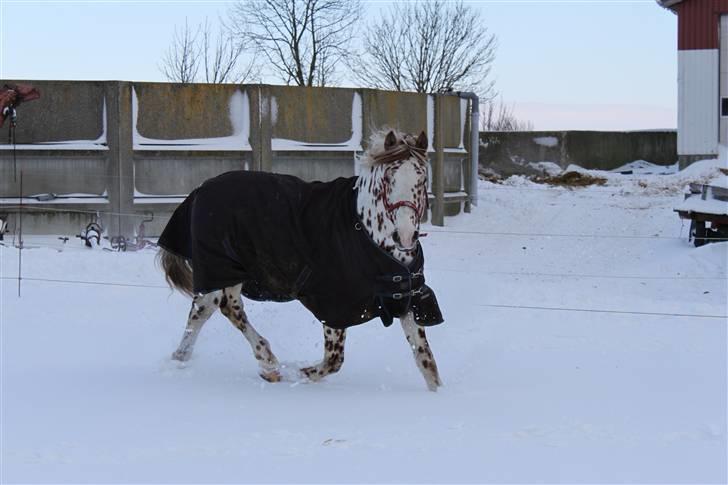 Knabstrupper Lá Feve´s Fion billede 11