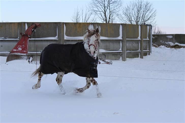 Knabstrupper Lá Feve´s Fion billede 12