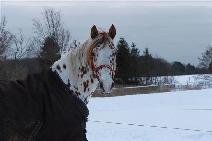 Knabstrupper Lá Feve´s Fion billede 13