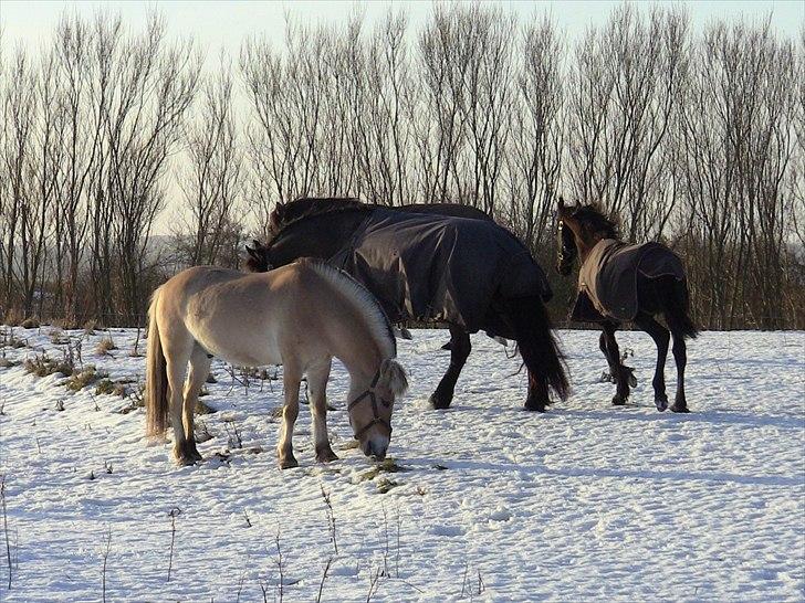 Fjordhest Strædesgaardens Max Motor billede 16