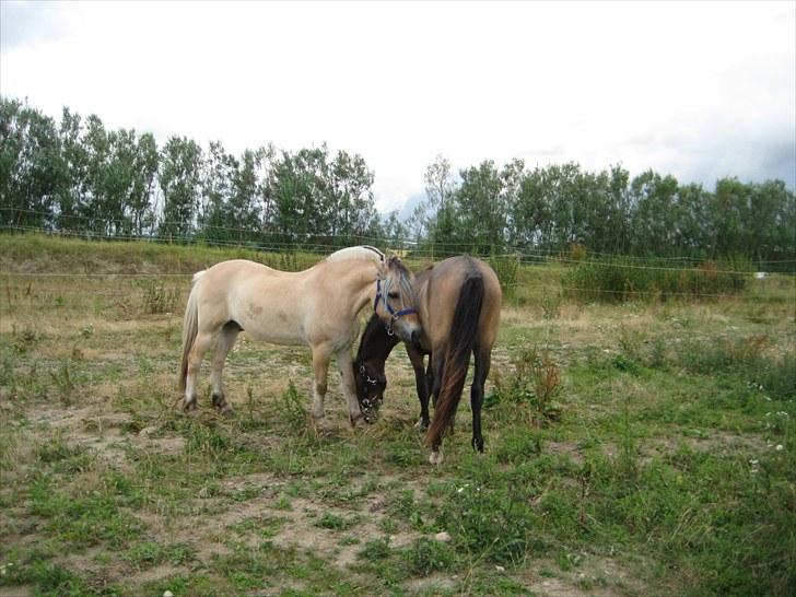 Fjordhest Strædesgaardens Max Motor billede 17