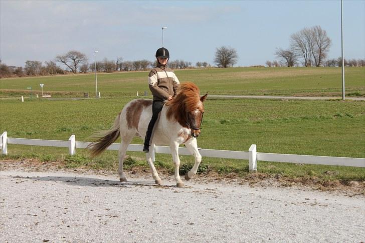 Islænder Kemba v. Asbeck  - 14. Smukke kræ, altså.. <3 <3 Foto: Emma Fager billede 14