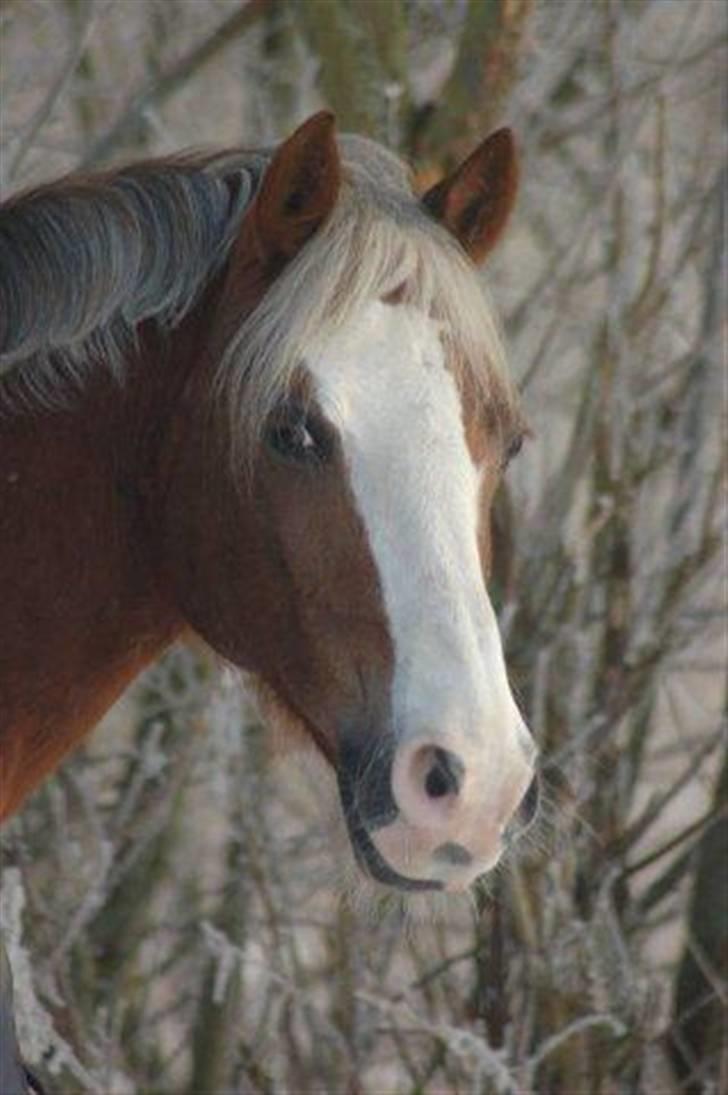 Welsh Cob (sec D) Sir Ginger Web - Smukke pony :-) billede 9