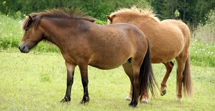 Islænder Tritla fra Rønnekildegård - D. 8/6 En månede til termin.  billede 19
