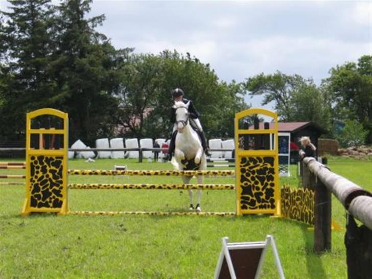 Anden særlig race bon bon's jerry billede 5