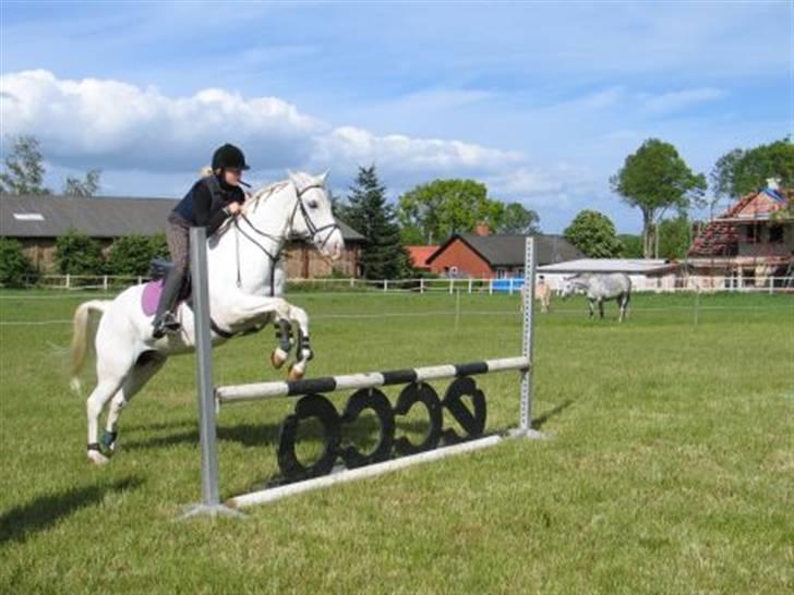 Anden særlig race bon bon's jerry billede 8