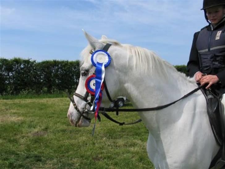 Anden særlig race bon bon's jerry billede 9