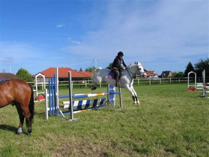 Anden særlig race bon bon's jerry billede 10