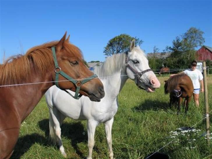 Anden særlig race bon bon's jerry billede 12