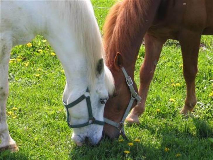 Anden særlig race bon bon's jerry billede 13