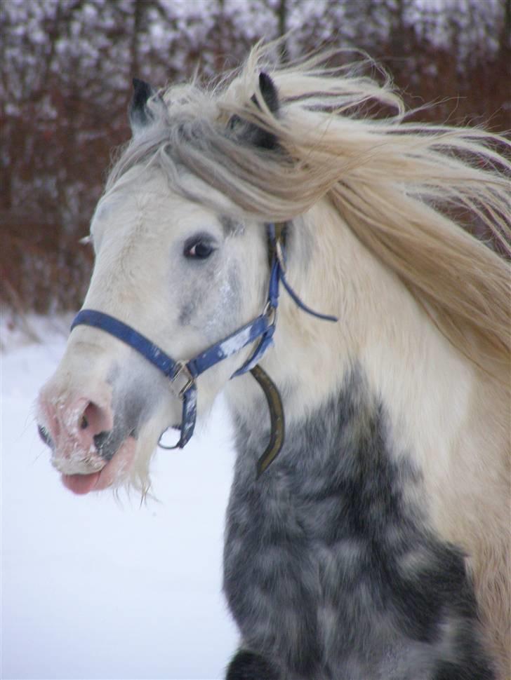 Irish Cob Little Big Bobby Beer billede 13