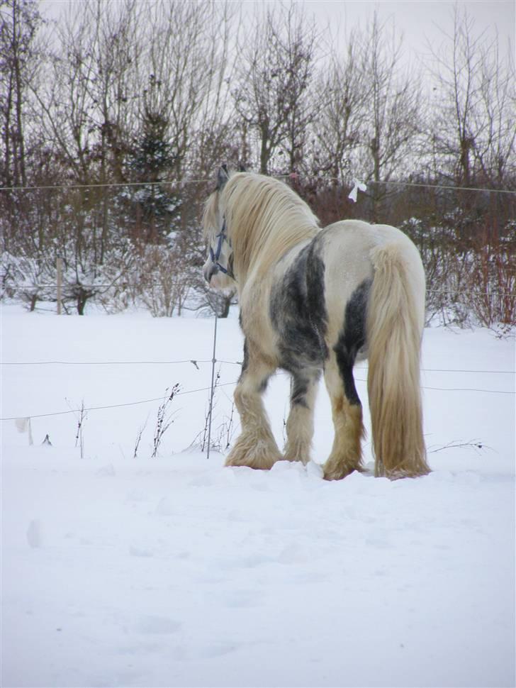 Irish Cob Little Big Bobby Beer billede 14