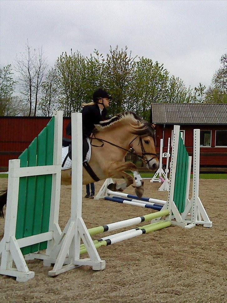 Fjordhest Mastrup Ally  - Ally og mig til spring stævne 20 cm 4 fejl 9/5-10 Foto: MA billede 12