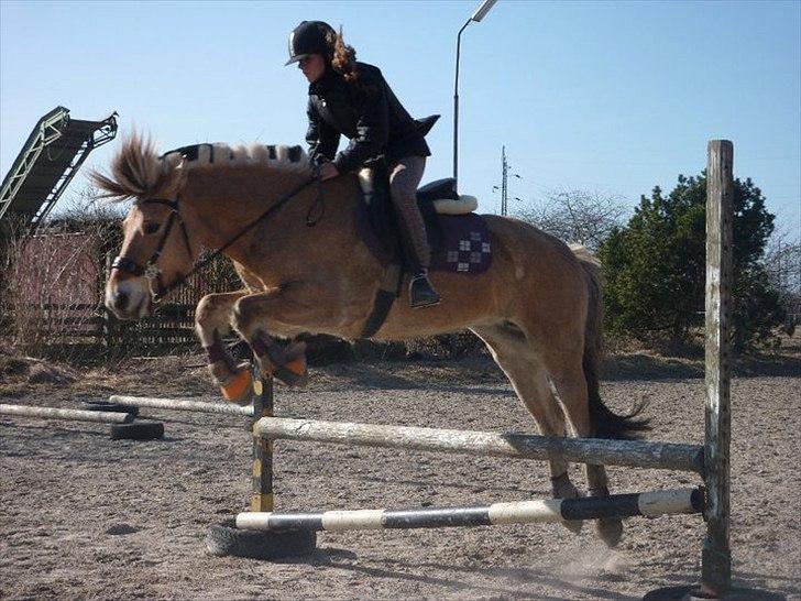 Fjordhest Mastrup Ally  - Ally og Camilla springer i Hackamore 24/3-11 Foto: Line Kaa Ehmsen billede 14