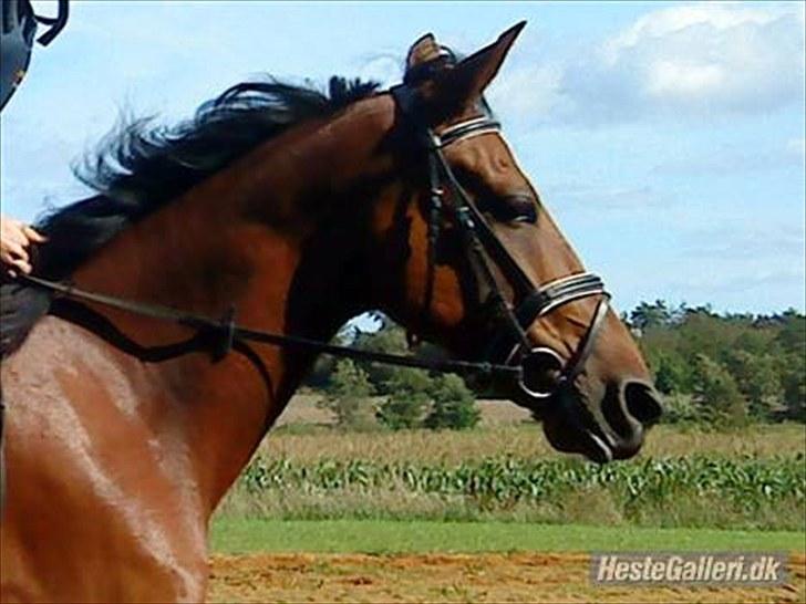 Traver Lemek Nordal - Lemek ude at ride<33            (foto Camilla) billede 8