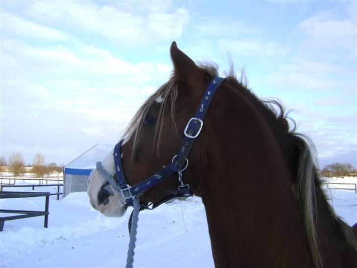 Welsh Cob (sec D) Khesjans Kandi Man billede 10