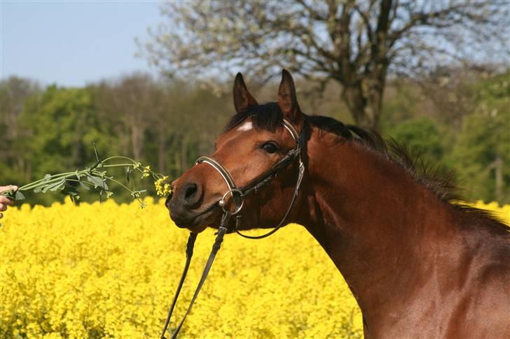 Arabisk fuldblod (OX) Ragina billede 19