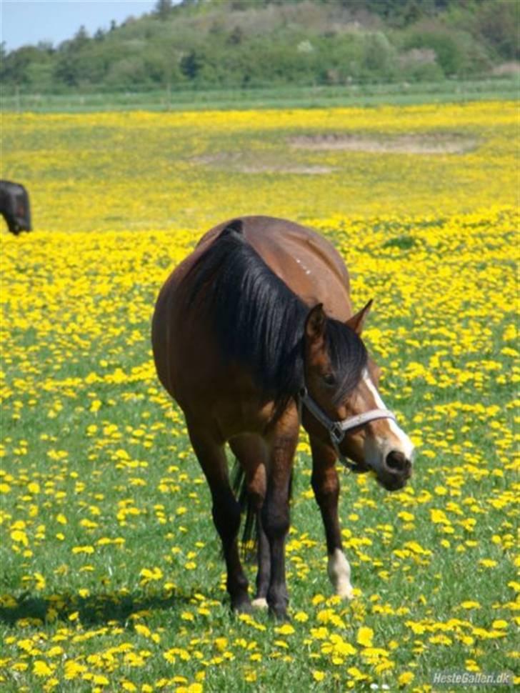 Anden særlig race Bianca   - Elsker dig skath´<3 billede 1