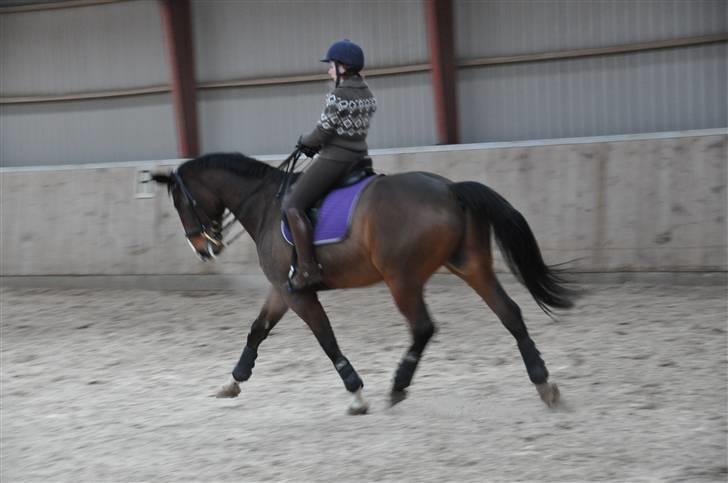 Hannoveraner A la Luigi R.I.P billede 15