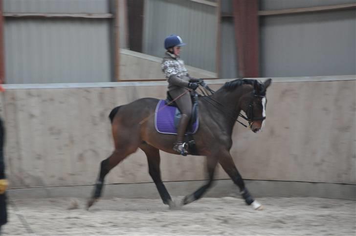 Hannoveraner A la Luigi R.I.P billede 16