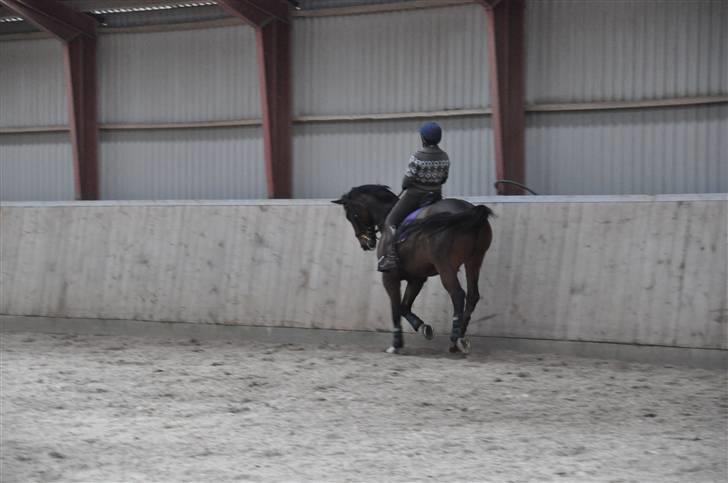 Hannoveraner A la Luigi R.I.P billede 17