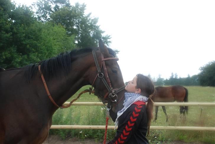 Hollandsk Varmblod Lindholt's Gelinde - Tilridning.  billede 11