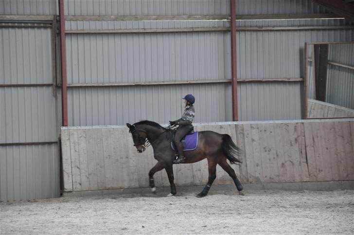 Hannoveraner A la Luigi R.I.P billede 18