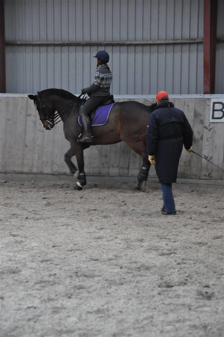 Hannoveraner A la Luigi R.I.P billede 19