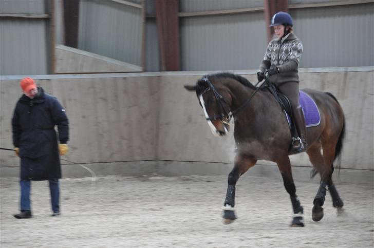 Hannoveraner A la Luigi R.I.P billede 20