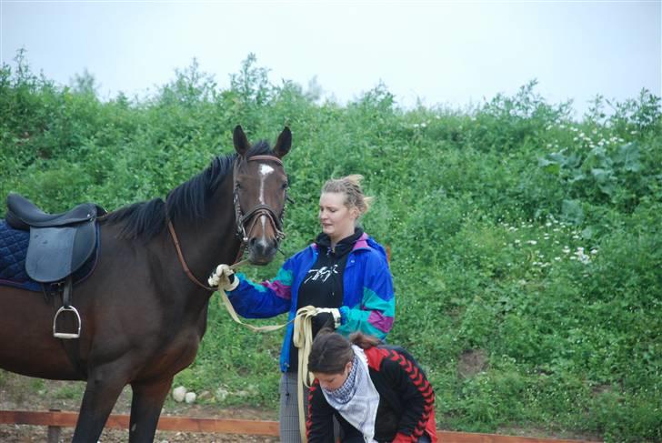 Hollandsk Varmblod Lindholt's Gelinde - Tilridning.  billede 12