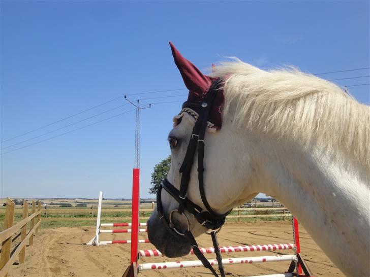 Welsh Pony af Cob-type (sec C) Magic Magou (R.I.P) - Den smukke magou inden træning:)<3<3 billede 1