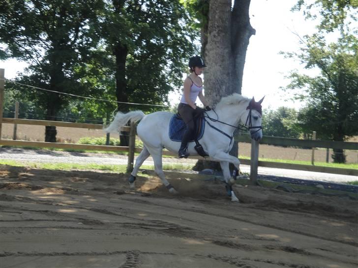 Welsh Pony af Cob-type (sec C) Magic Magou (R.I.P) - Opvarmning inden spring træning:)<3 billede 2