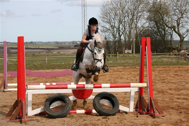 Welsh Pony af Cob-type (sec C) Magic Magou (R.I.P) - Bassen springer oxer:)<3 billede 4