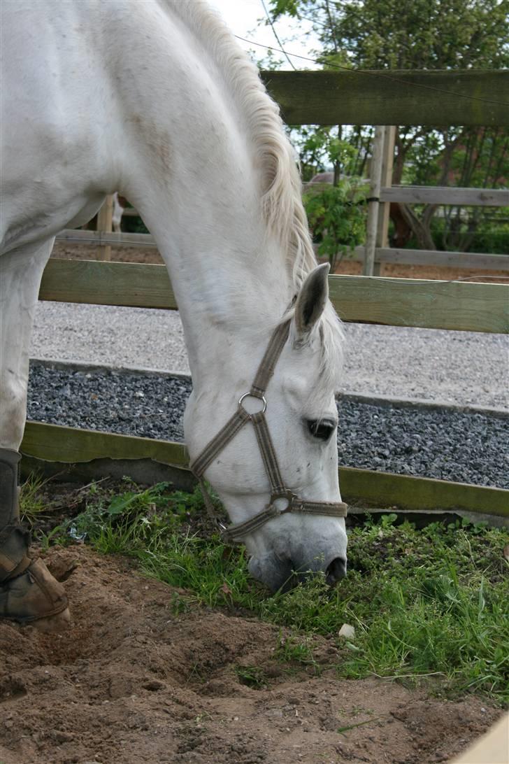 Welsh Pony af Cob-type (sec C) Magic Magou (R.I.P) - En bid græs må der til når man skal løsspringe;)<3 hehe billede 6