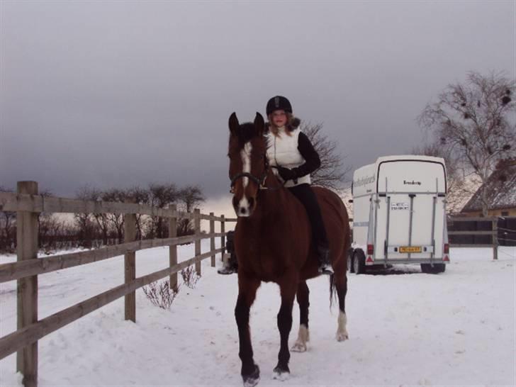 Dansk Varmblod Acett »My Hopeless Dream« - Efter en lang periode med uheld, dårlige minder fra ryggen red jeg prinsessen igen! (': Hun gik super. <3 Foto: Signe  billede 12