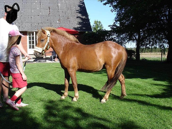 Anden særlig race nemo - SOLGT billede 3